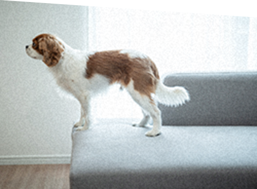 愛犬がソファの上に登っている様子