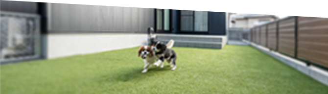 庭で2匹の犬が遊んでいる様子