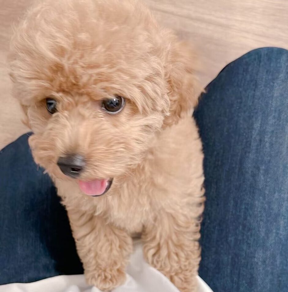 愛犬はどのタイプ？サイズ・体型から考える愛犬家住宅の工夫