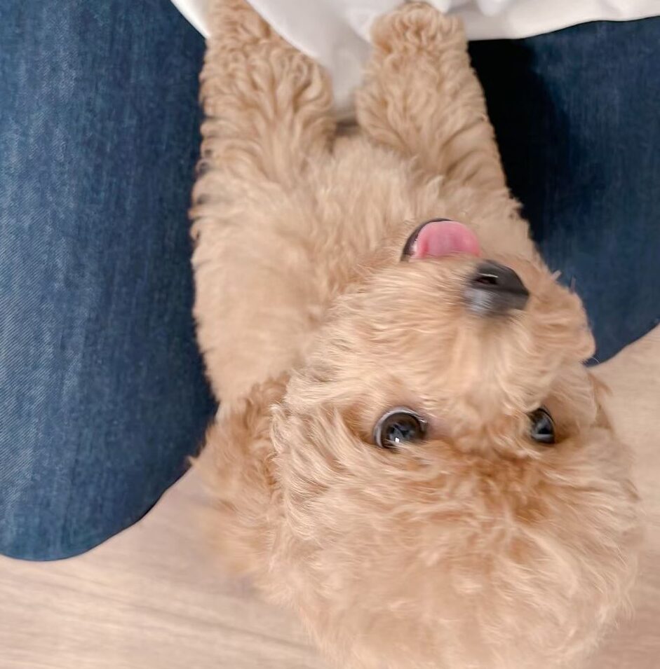 愛犬はどのタイプ？サイズ・体型から考える愛犬家住宅の工夫